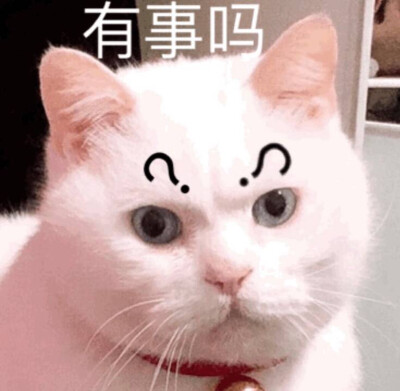 有事吗?喵喵桑 猫表情包