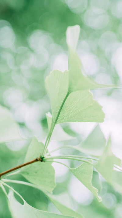 【花卉】【绿植】【壁纸】【护眼】【摄影】【清新】【高清】