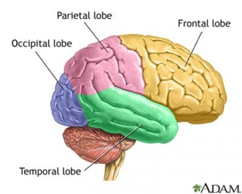 顶叶(parietal lobe),颞叶(temporal lobe)和枕叶(occipital lobe)