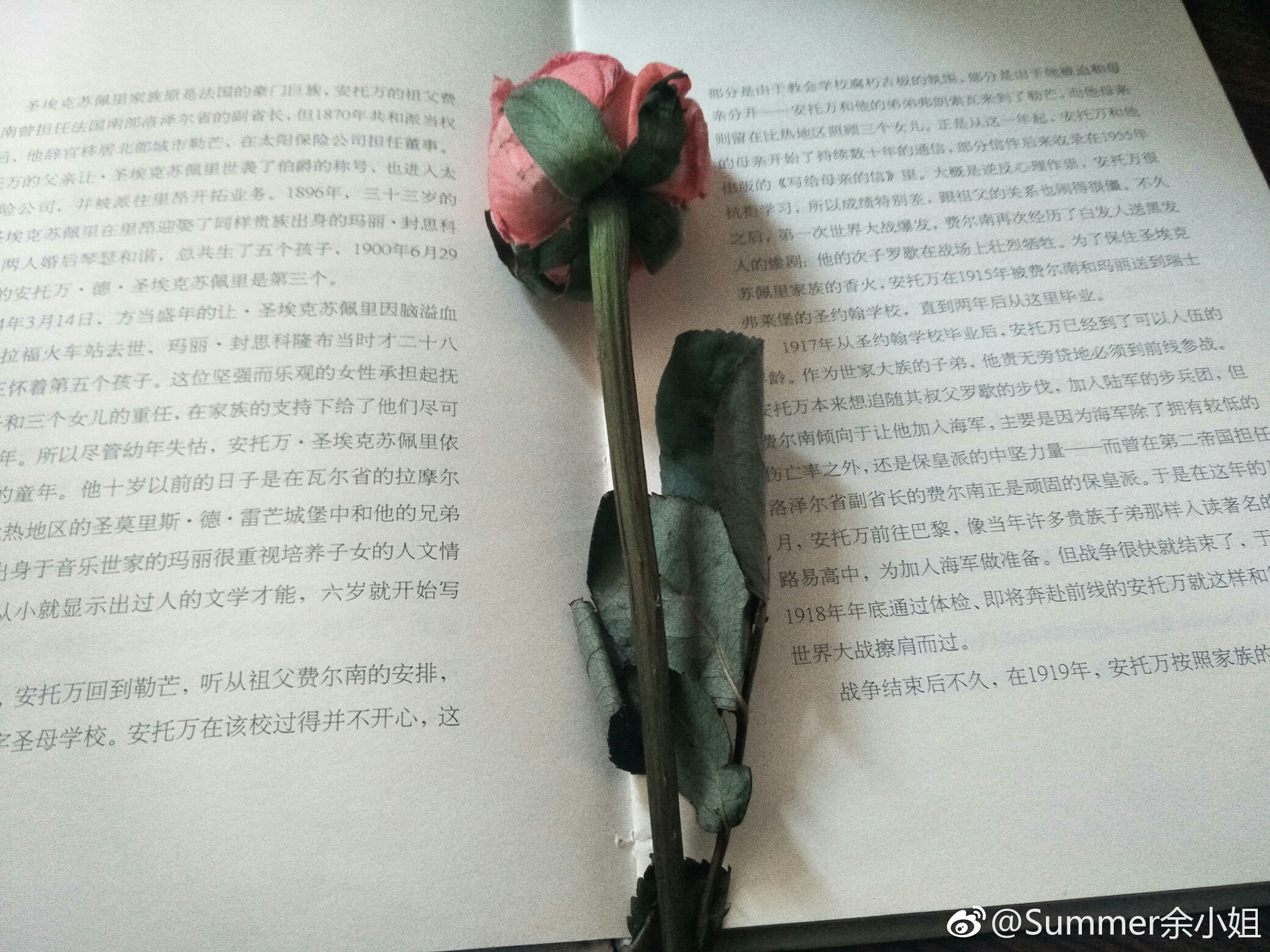 玫瑰花背景 ins 简约小王子 书 摆拍