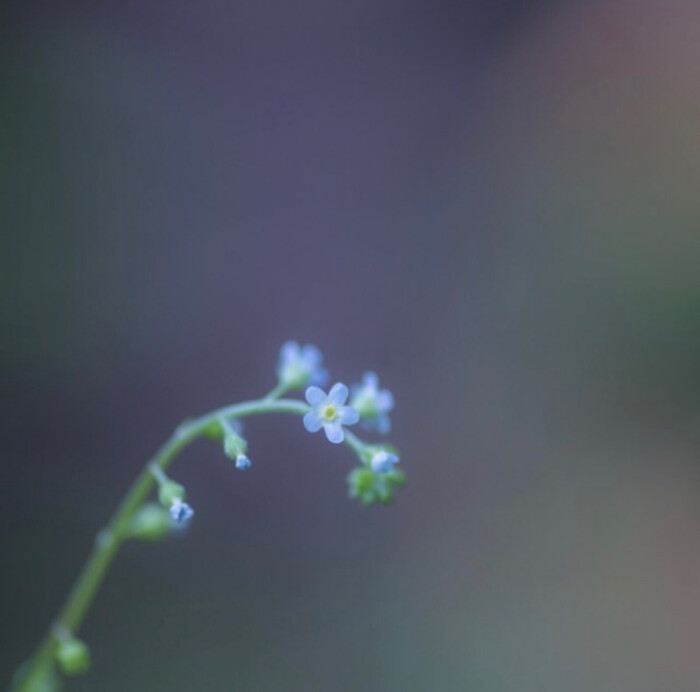 勿忘草和蓝雪花