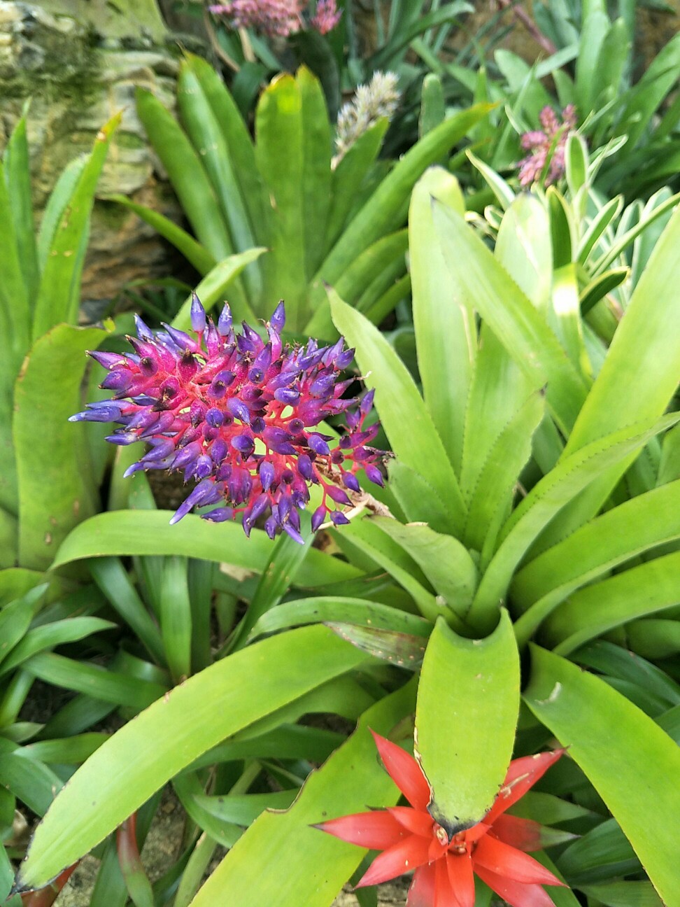 上海辰山植物园珍奇植物馆