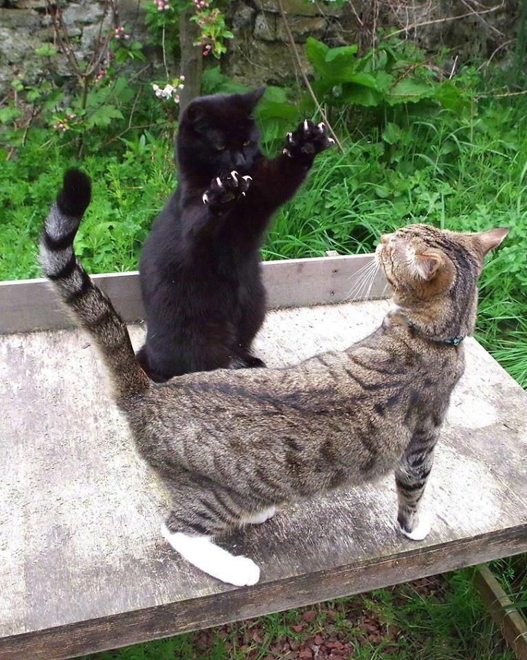 黑猫这锋利的爪子被吓到了