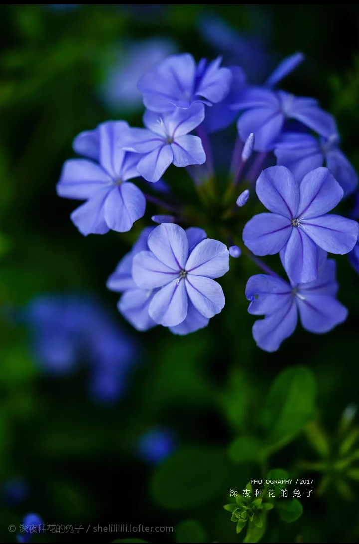 花开半夏琉璃殇,雨落倾城夏未凉.寂寞帘笼空笔赋,泪湿经纶难如梦.