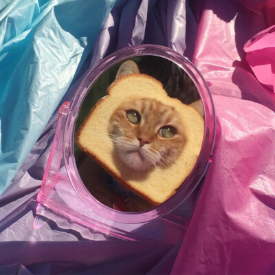 头像 猫 时尚 墨镜 michel_e_b