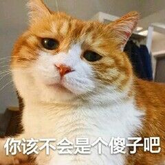 可爱 猫咪 沙雕 表情包