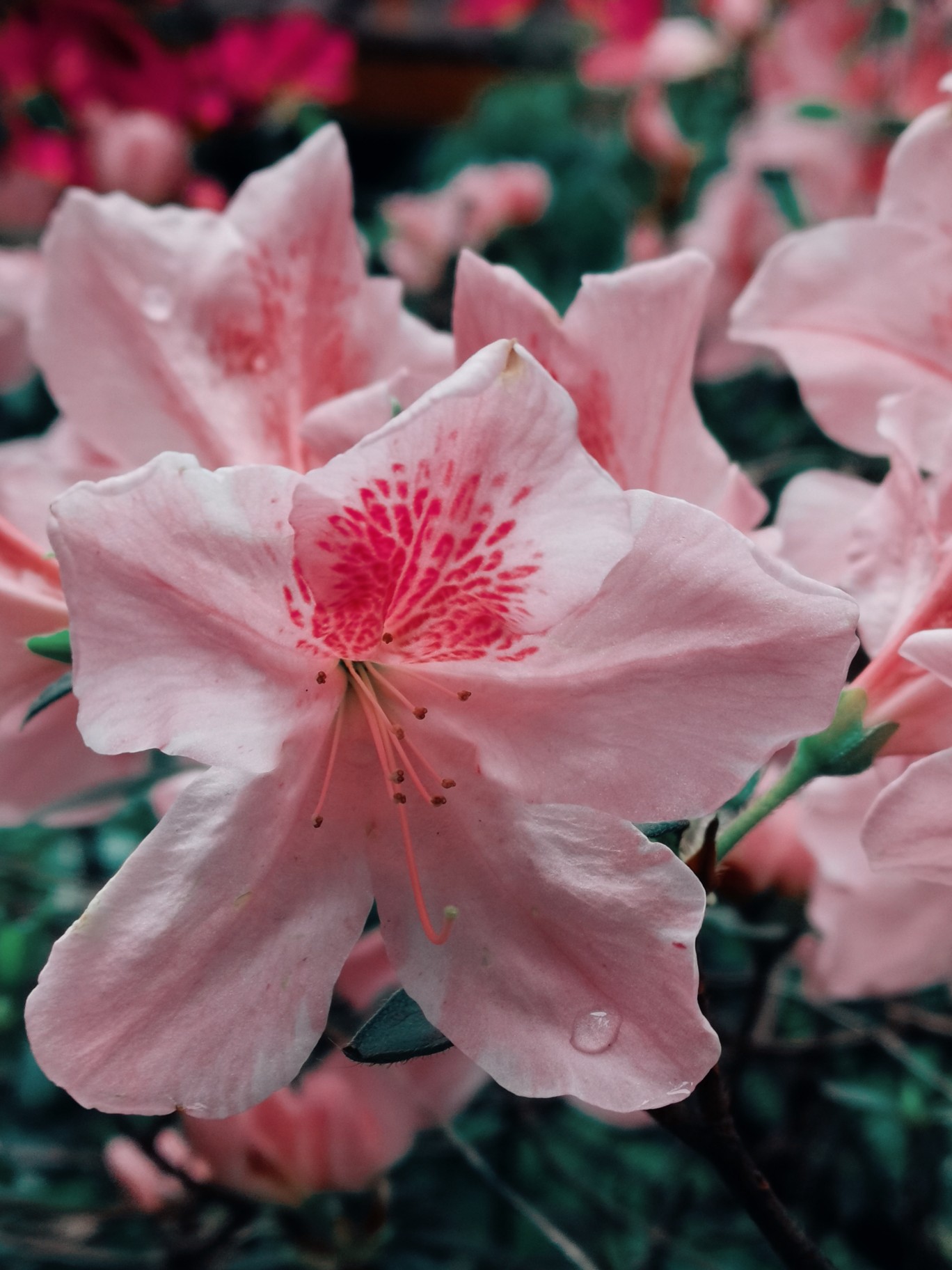 随拍#杜鹃花#粉色