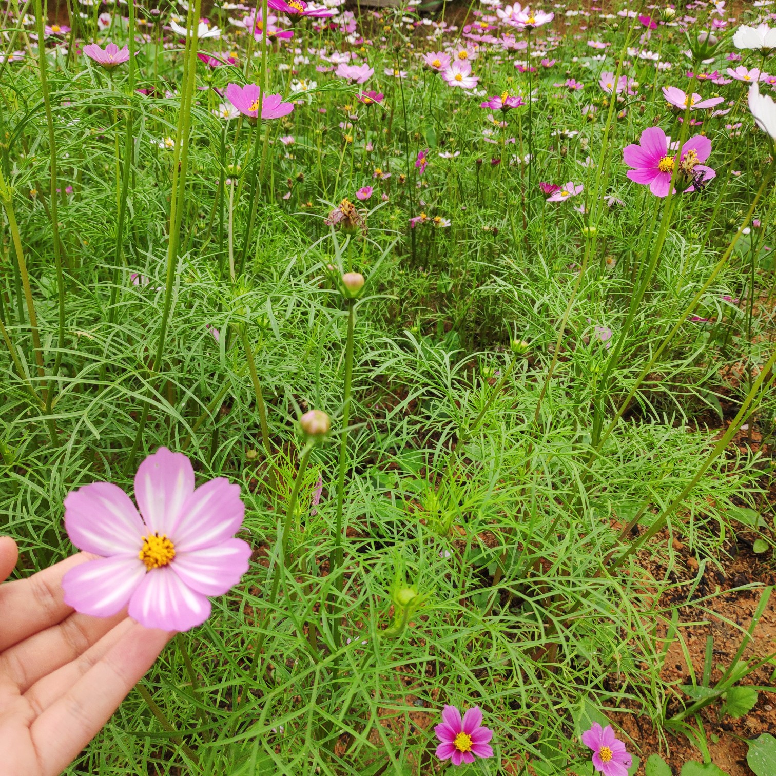 六花瓣的格桑花