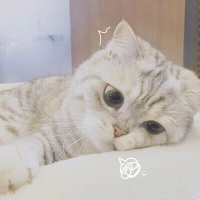 猫咪头像 女生头像 卡通头像 可爱头像