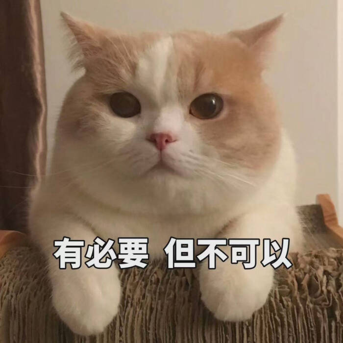 小猫咪表情包 存图留赞