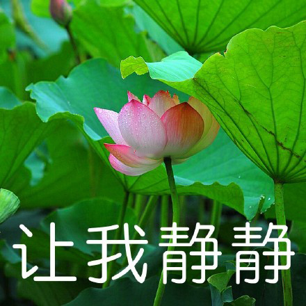 2月13日 0:31   关注  沙雕 荷花 表情包 中老年 评论 收藏