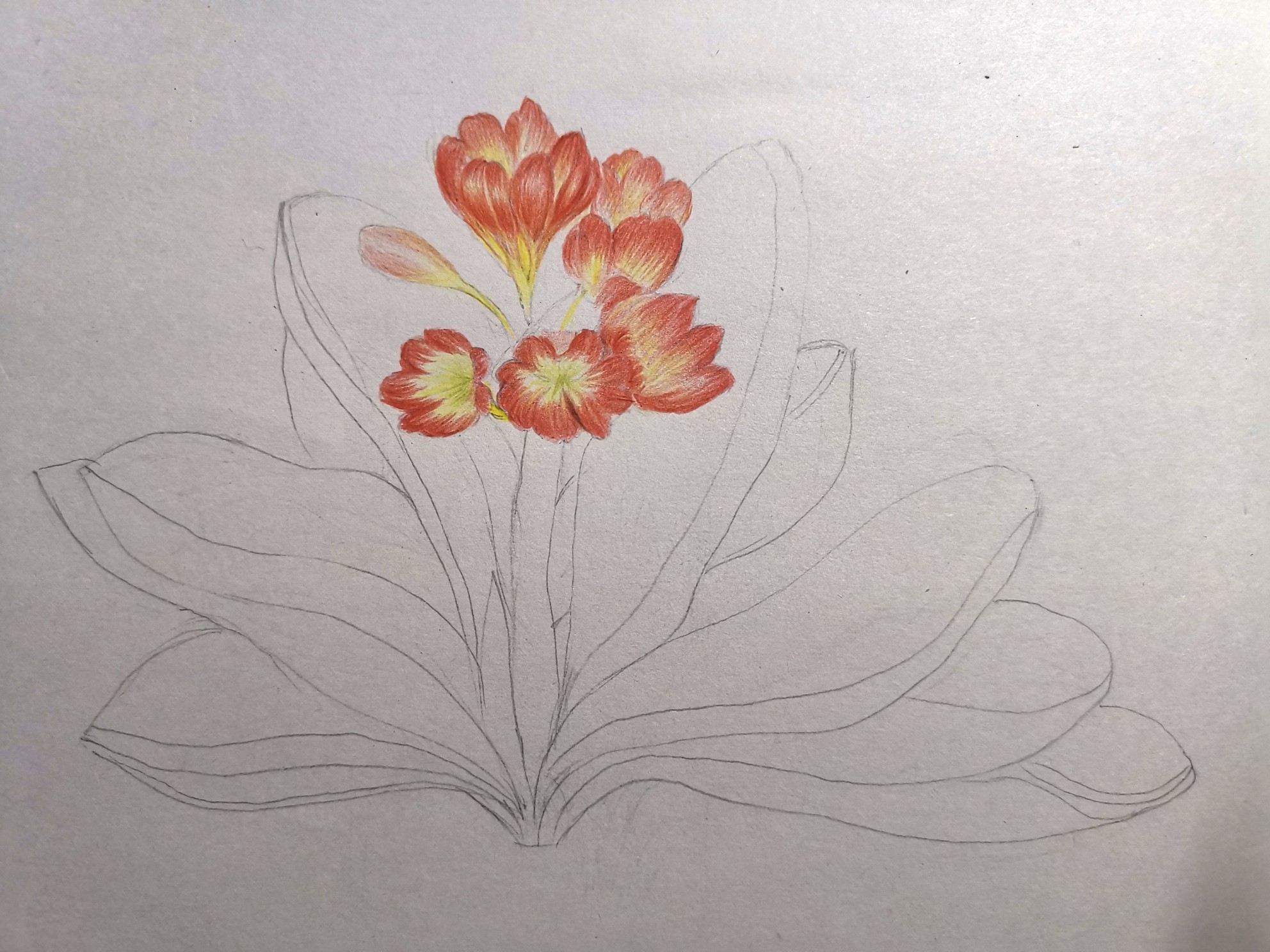 零基础彩铅30节课 | 彩铅《君子兰》01