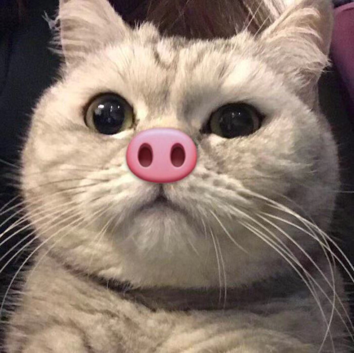 猫情头 