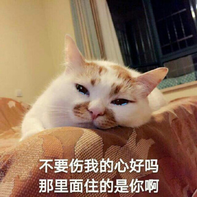 楼楼 猫 可爱 萌宠 表情包 头像 沙雕