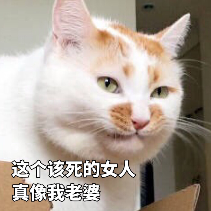 楼楼 猫 可爱 萌宠 表情包 头像 沙雕