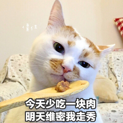 楼楼 猫 可爱 萌宠 表情包 头像 沙雕