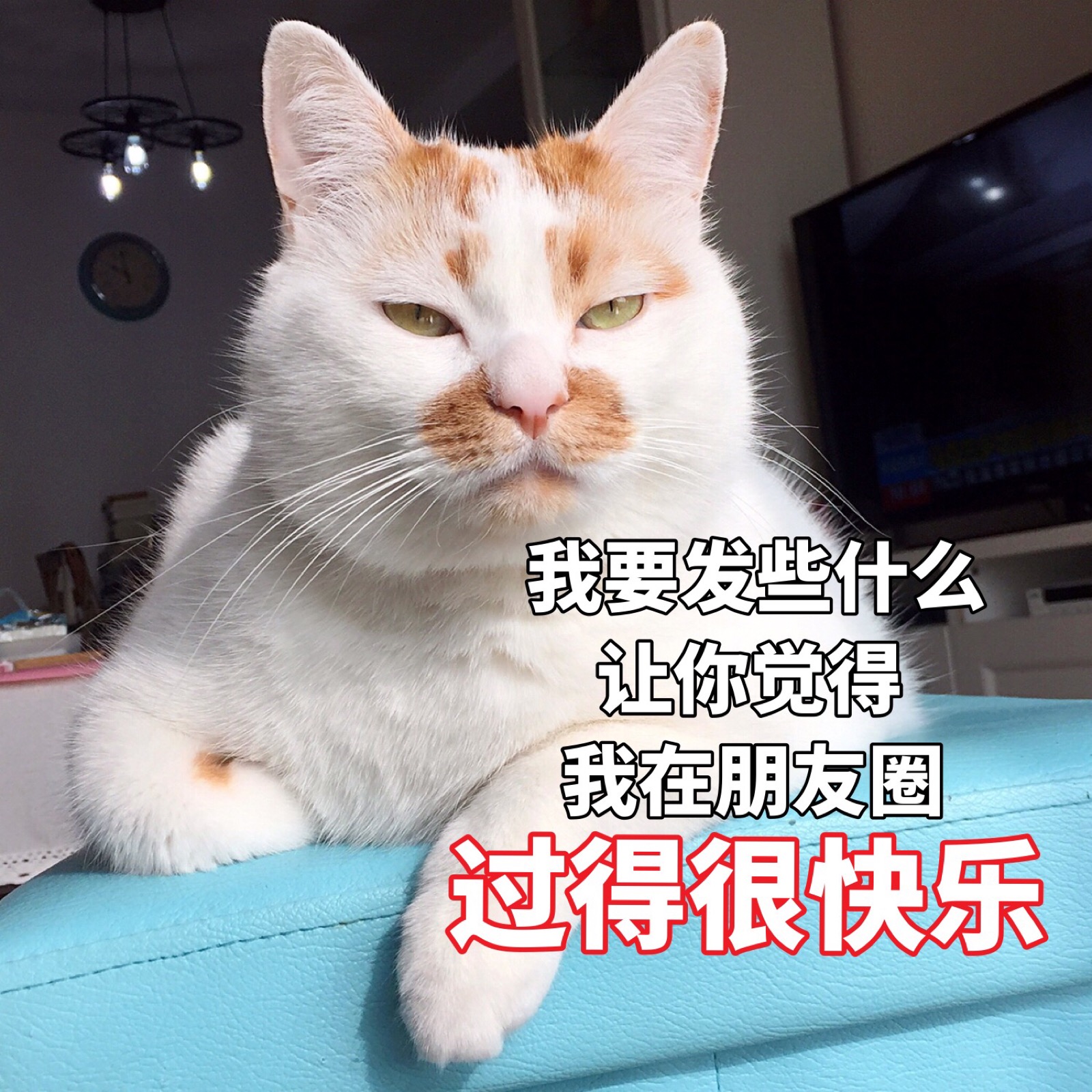 楼楼 猫 可爱 萌宠 表情包 头像 沙雕