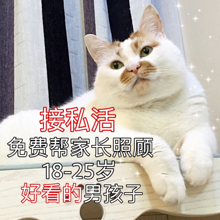 楼楼 猫 可爱 萌宠 表情包 头像 沙雕