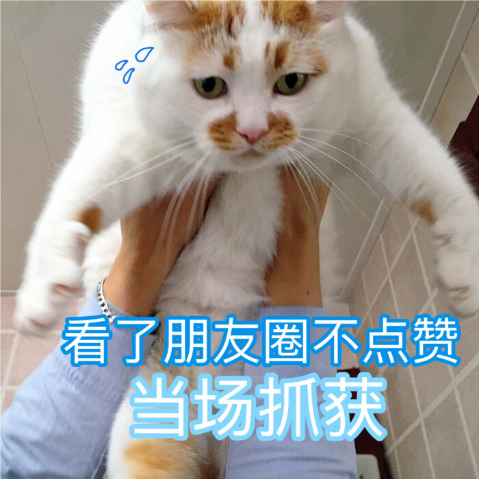 楼楼 猫 可爱 萌宠 表情包 头像 沙雕