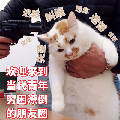 楼楼 猫 可爱 萌宠 表情包 头像 沙雕