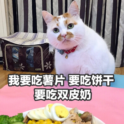 猫表情 堆糖,美好生活研究所