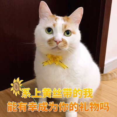 楼楼 猫 可爱 萌宠 表情包 头像 沙雕 搞笑