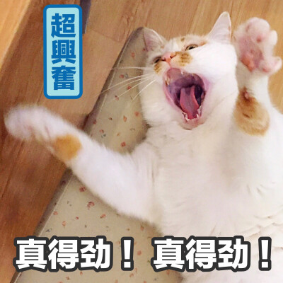 楼楼 猫 可爱 萌宠 表情包 头像 沙雕 搞笑