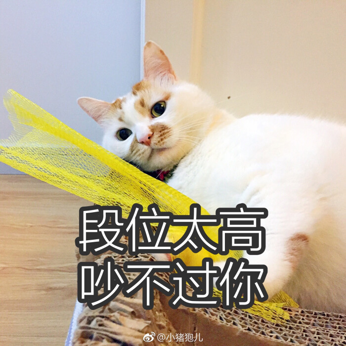 楼楼 猫 可爱 萌宠 表情包 头像 沙雕 搞笑