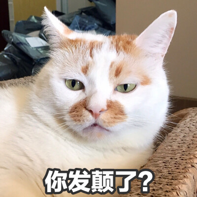 猫楼楼