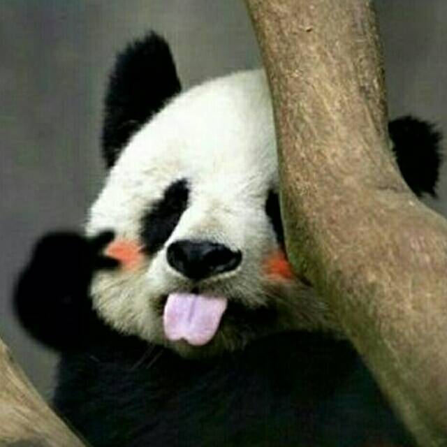 动物 熊猫 搞笑 搞怪 头像