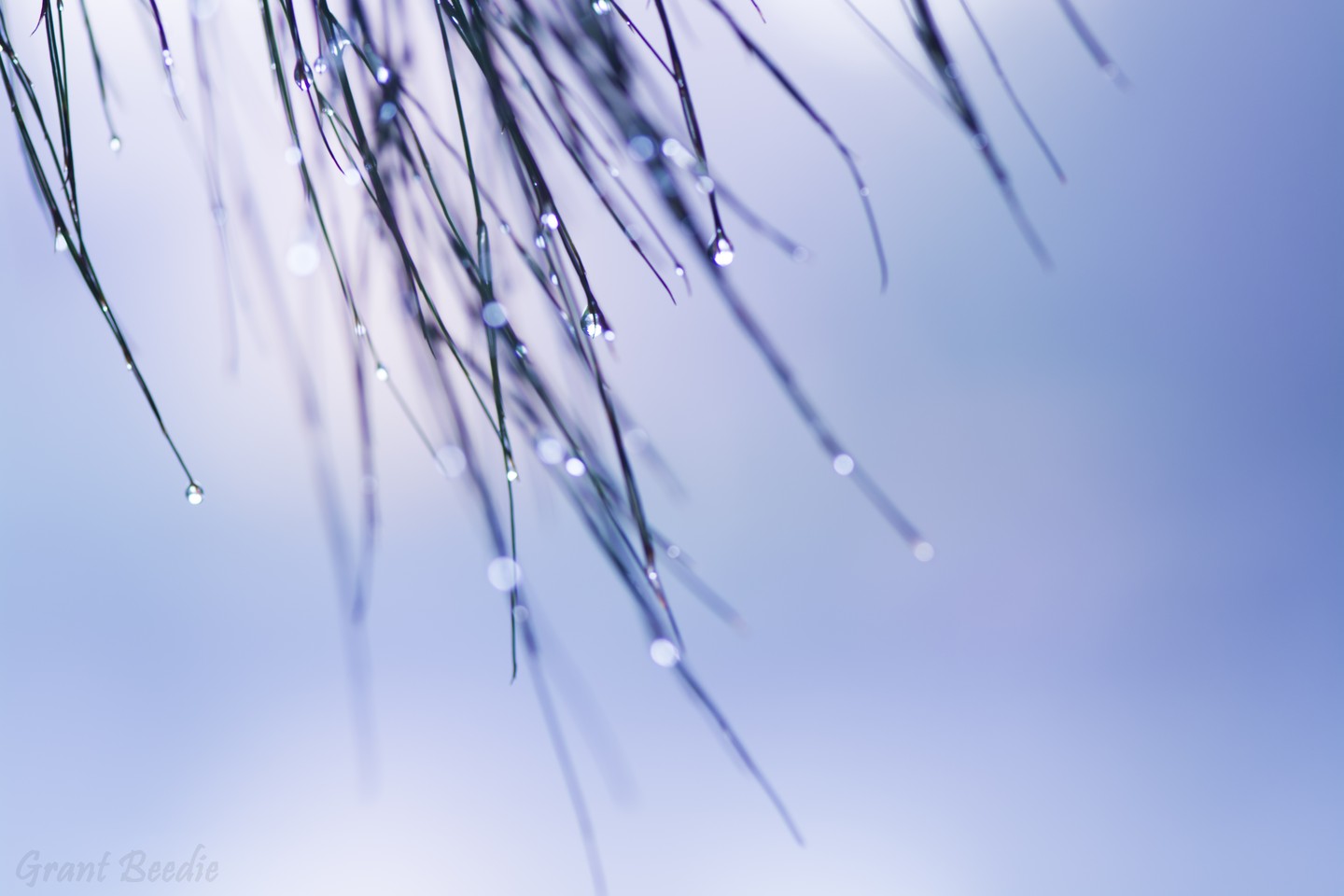 怡夏雨落